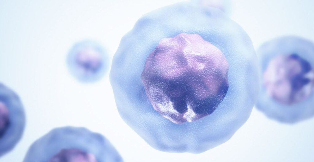 Cord Blood Stem Cells Used to Treat Diseases and Medical Conditions