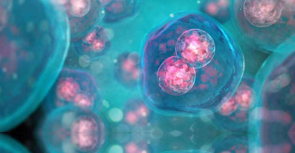 cord blood stem cells division overview