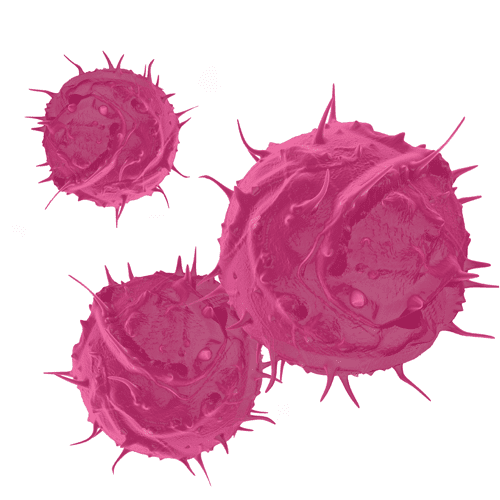 Cord Tissue Stem Cells web