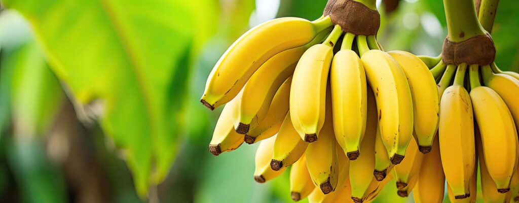 are bananas good for pregnancy benefits and when to avoid