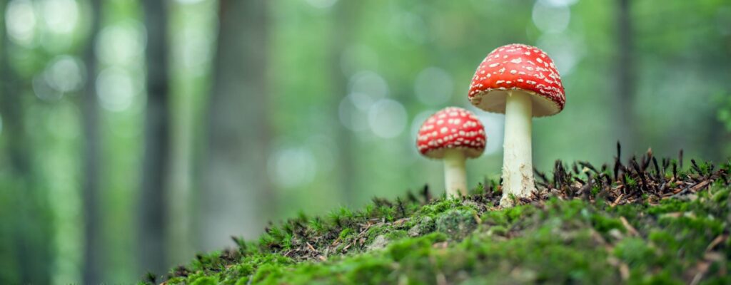 can you eat mushrooms while pregnant