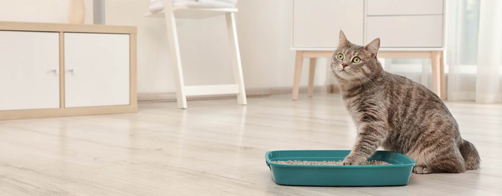cat litter and pregnancy risks and how to change it safely