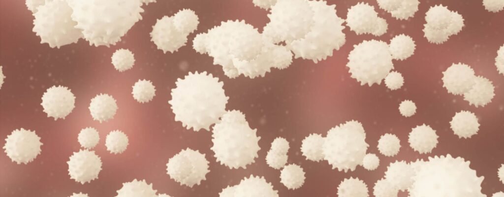 is high wbc in pregnancy normal what you need to know